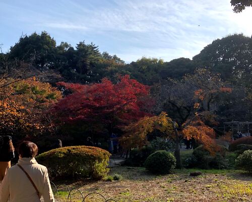 紅葉