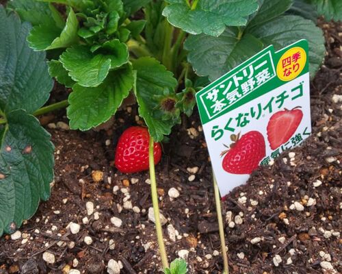 いちご