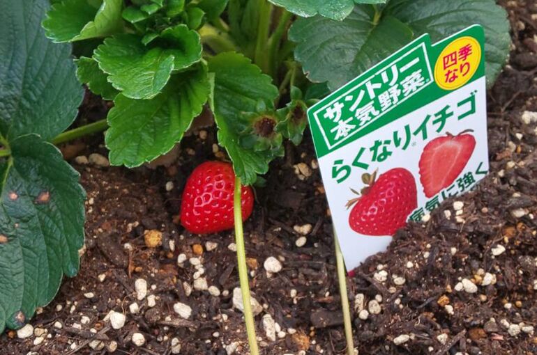 いちご